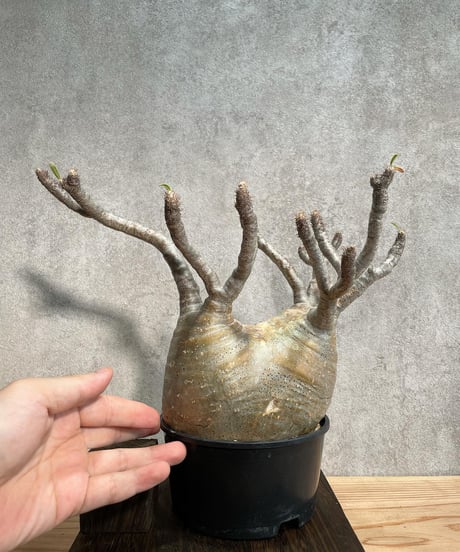 パキポディウム グラキリス　Pachypodium gracilius 　発根済(塊根幅10～14ｃｍ)　(商品番号gk-18)