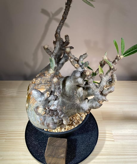 パキポディウム グラキリス　Pachypodium gracilius 　発根済　(商品番号gk-115)