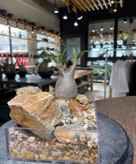パキポディウム グラキリス　Pachypodium gracilius 　発根済　(gk-554)