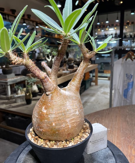 パキポディウム グラキリス　Pachypodium gracilius 　発根済　(gk-413)