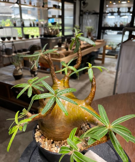 パキポディウム グラキリス　Pachypodium gracilius 　発根済　(gk-484)