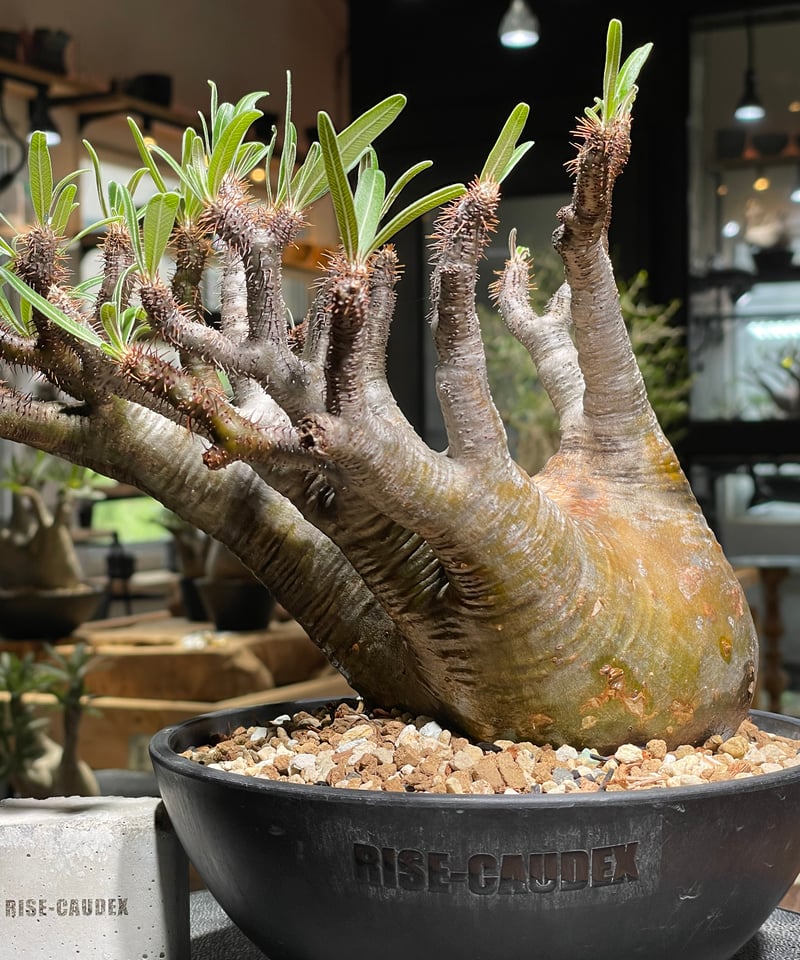 パキポディウム グラキリス Pachypodium gracilius 発根済 (gk-53