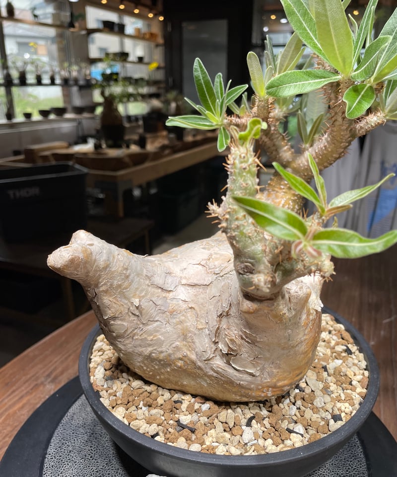 パキポディウム グラキリス Pachypodium gracilius 発根済 (gk-44