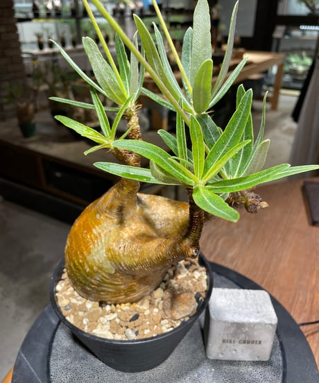 パキポディウム グラキリス　Pachypodium gracilius 　発根済　(gk-470)