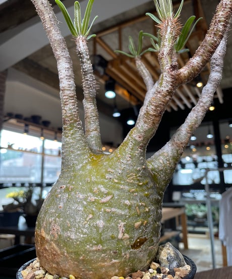 パキポディウム グラキリス　Pachypodium gracilius 　発根済　(gk-552)