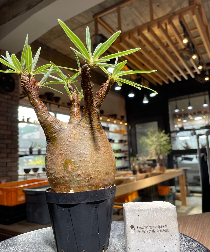 パキポディウム グラキリス Pachypodium gracilius 発根済 (gk-52