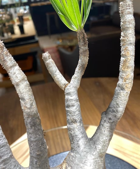 パキポディウム グラキリス　Pachypodium gracilius 　発根済　(商品番号gk-175)