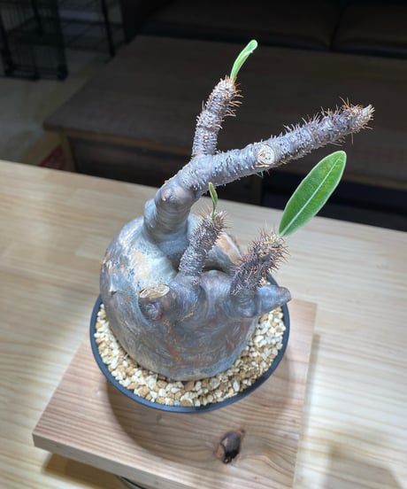 パキポディウム グラキリス　Pachypodium gracilius 　発根済　(商品番号gk-105)