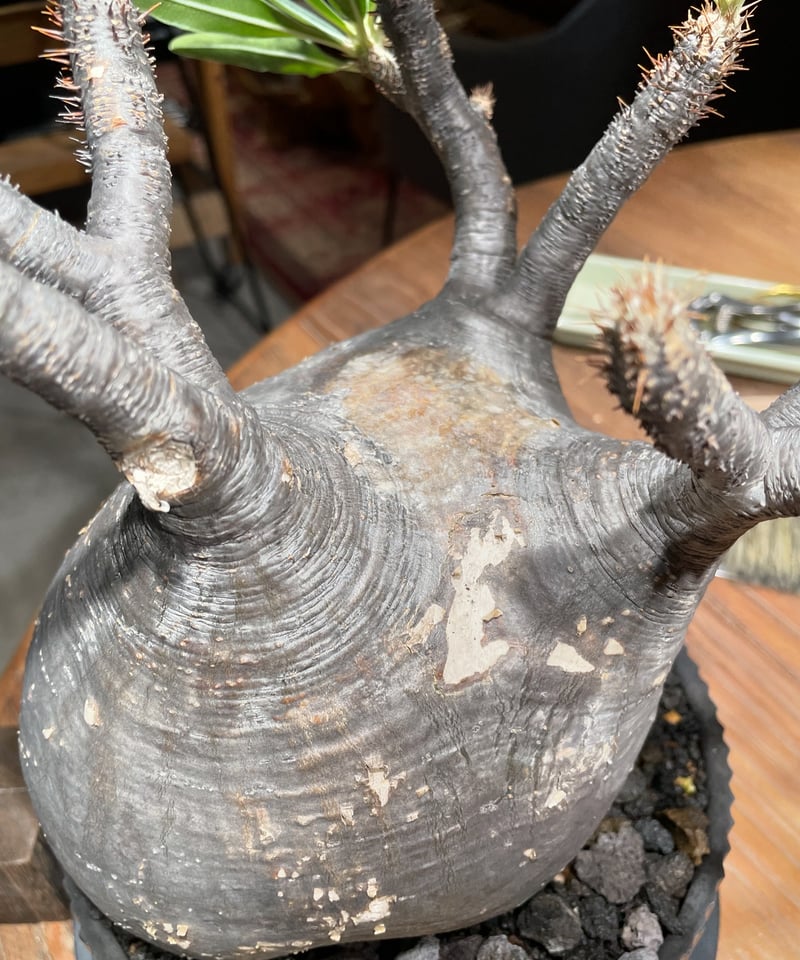 パキポディウム グラキリス Pachypodium gracilius 発根済 (gk-41 パキポディウム グラキリス Pachypodium gracilius 発根済 (gk-41
