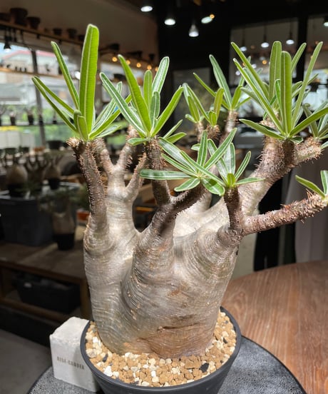 パキポディウム グラキリス　Pachypodium gracilius 　発根済　(gk-532)