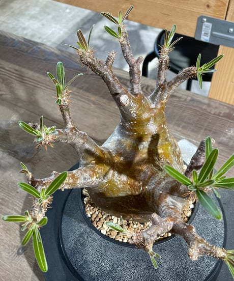 パキポディウム グラキリス　Pachypodium gracilius 　発根済　(gk-434)
