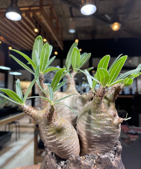 パキポディウム グラキリス　Pachypodium gracilius 　発根済　(gk-237) 鉢:姫野翔太
