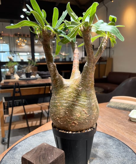パキポディウム グラキリス　Pachypodium gracilius 　発根済　(gk-392)