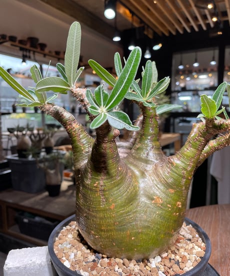 パキポディウム グラキリス　Pachypodium gracilius 　発根済　(gk-535)