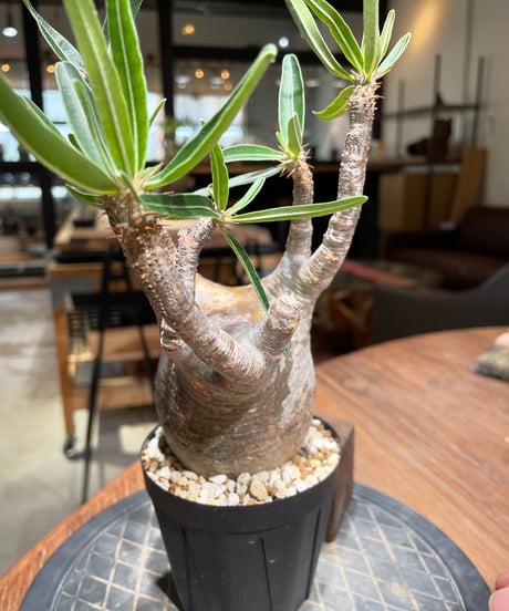 パキポディウム グラキリス　Pachypodium gracilius 　発根済　(gk-384)
