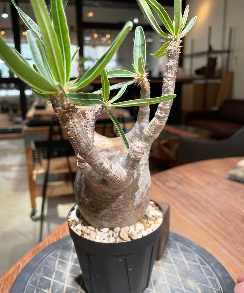 パキポディウム グラキリス Pachypodium gracilius 発根済 (gk-38