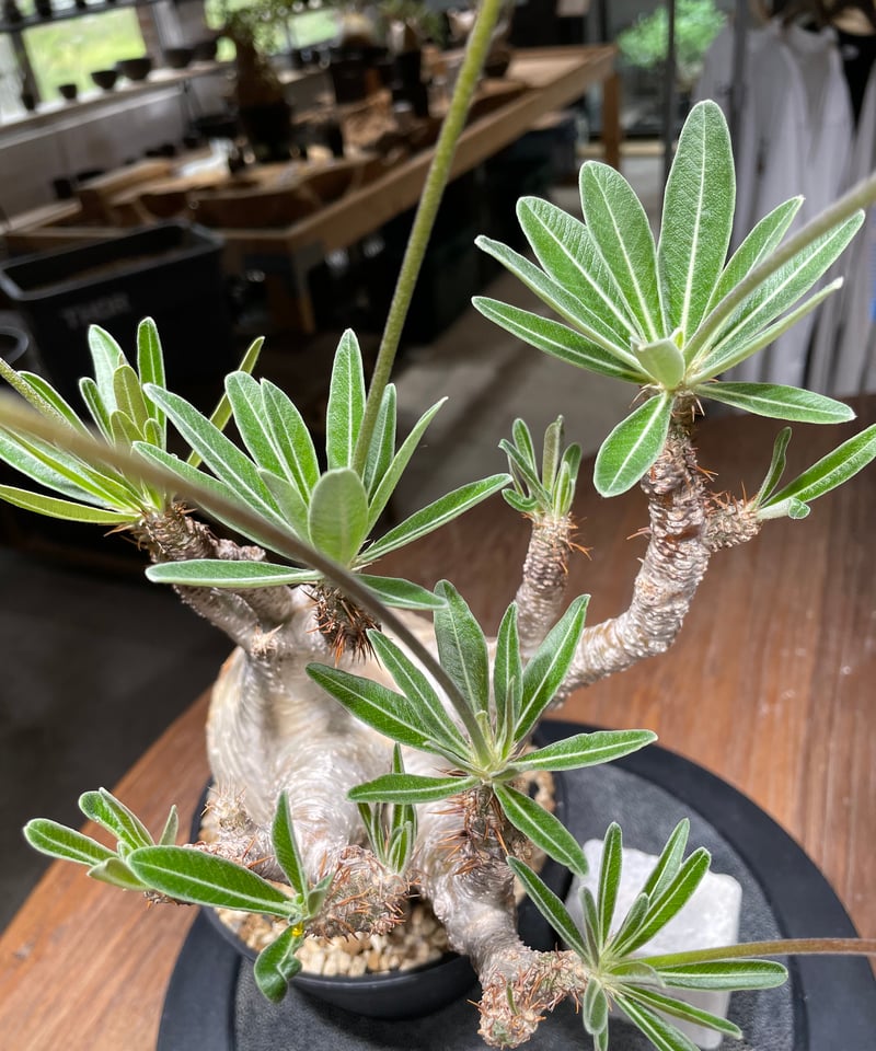 パキポディウム グラキリス Pachypodium gracilius 発根済 (gk-44