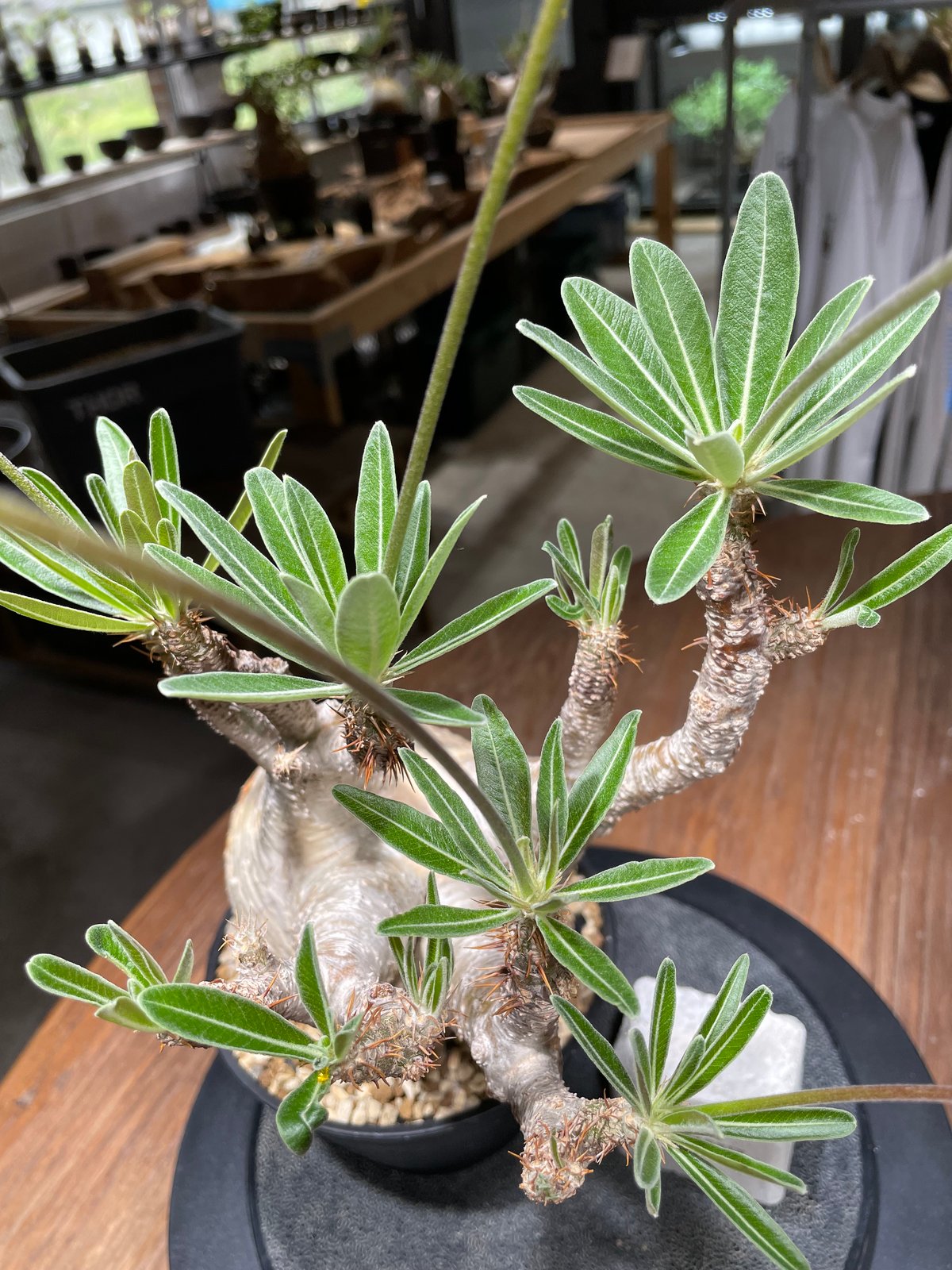 ✳︎グラキリス✳︎ パキポディウム グラキリス Pachypodium gracilius 発根済 (gk-44