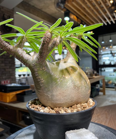 パキポディウム グラキリス　Pachypodium gracilius 　発根済　(gk-492）