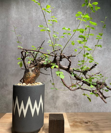 CATEGORY Commiphora(コミフォラ種) | RISE-CAUDEX ONLIN