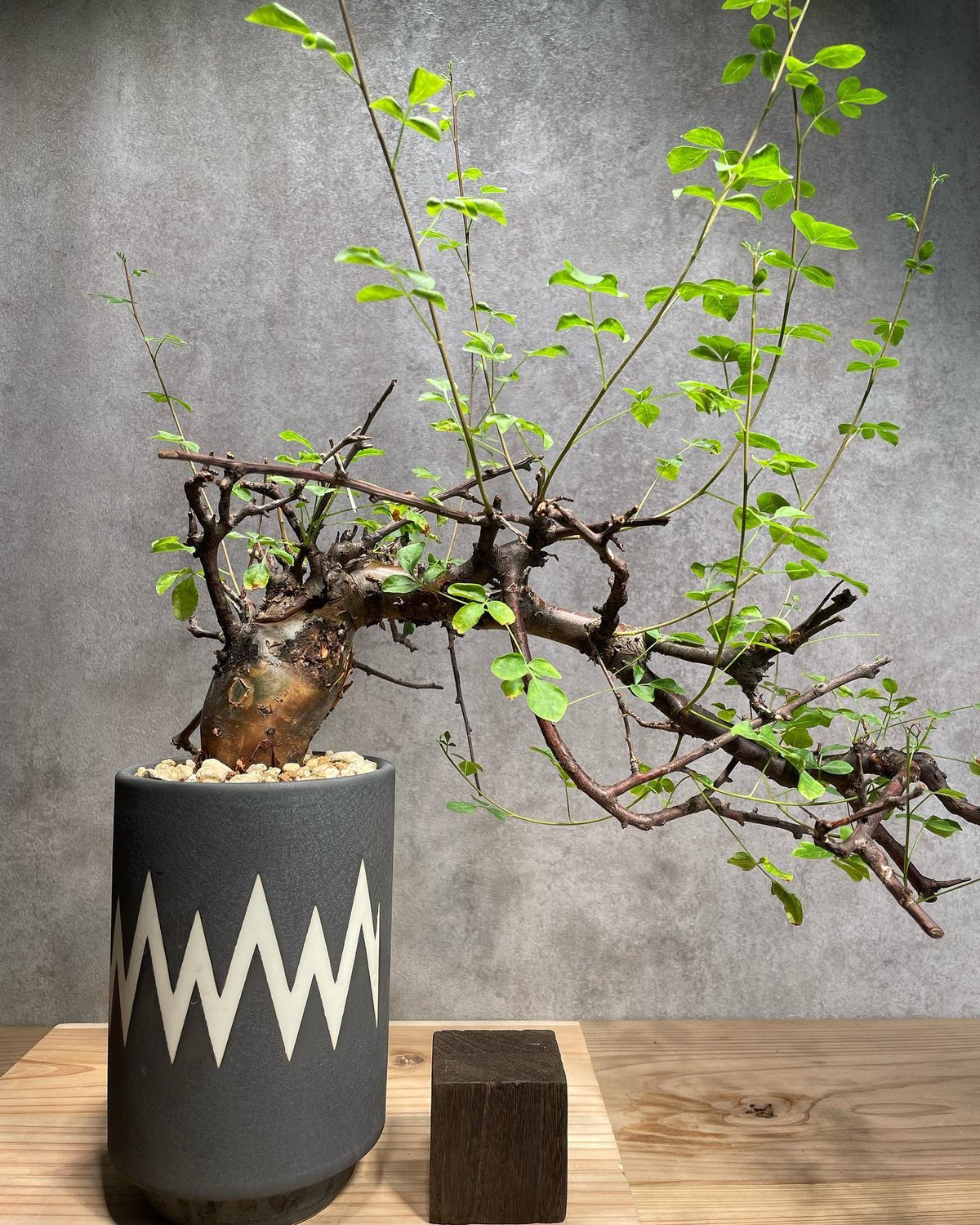 Commiphora omundomba レア 発根済