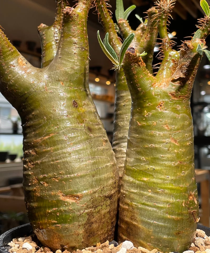 特大多頭！グラキリス パキポディウム トリプルヘッド 現地球 グラキリス発根済 パキポディウム グラキリス 現地球 トリプルヘッド 多頭