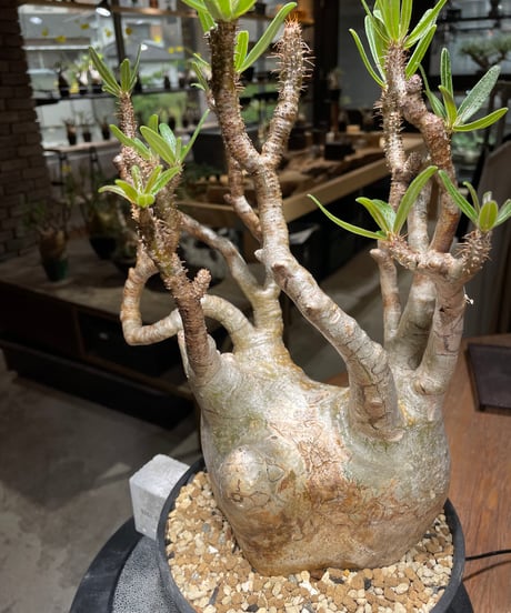 パキポディウム グラキリス　Pachypodium gracilius 　発根済　(gk-472)