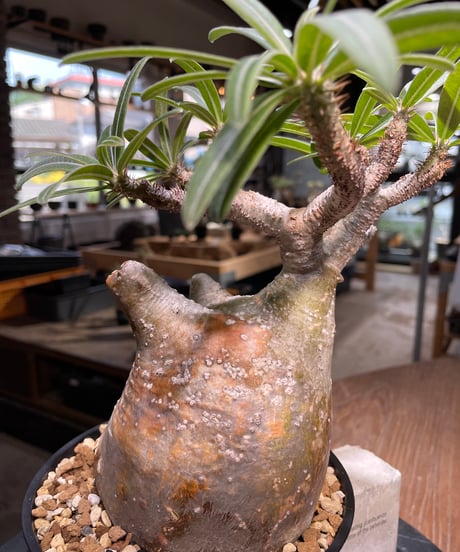 パキポディウム グラキリス　Pachypodium gracilius 　発根済　(gk-493）