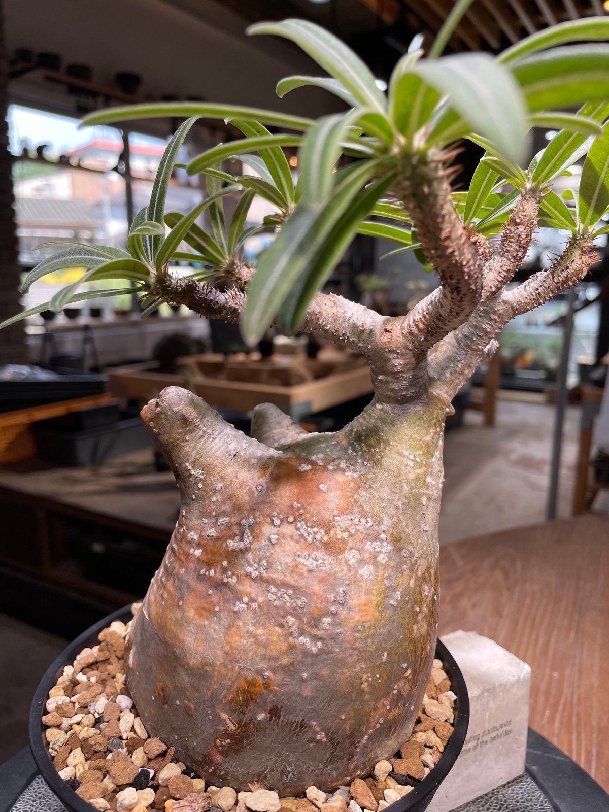 【発根済】Mサイズ パキポディウム・グラキリス パキポディウム グラキリス Pachypodium gracilius 発根済 (gk-49