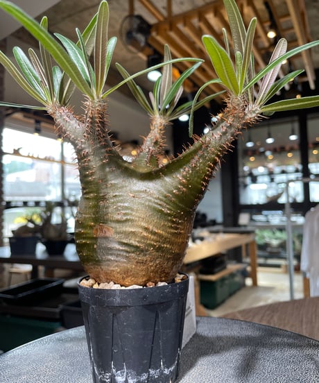 パキポディウム グラキリス　Pachypodium gracilius 　発根済　(gk-555)