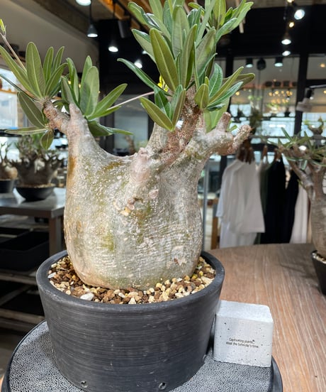 パキポディウム グラキリス　Pachypodium gracilius 　発根済　(gk-563)