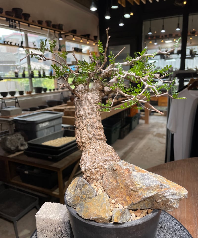 オペルクリカリア パキプス／Operculicarya pachypus 発根済 (商品番号P