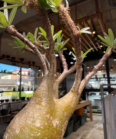 パキポディウム グラキリス　Pachypodium gracilius 　発根済　(gk-506）