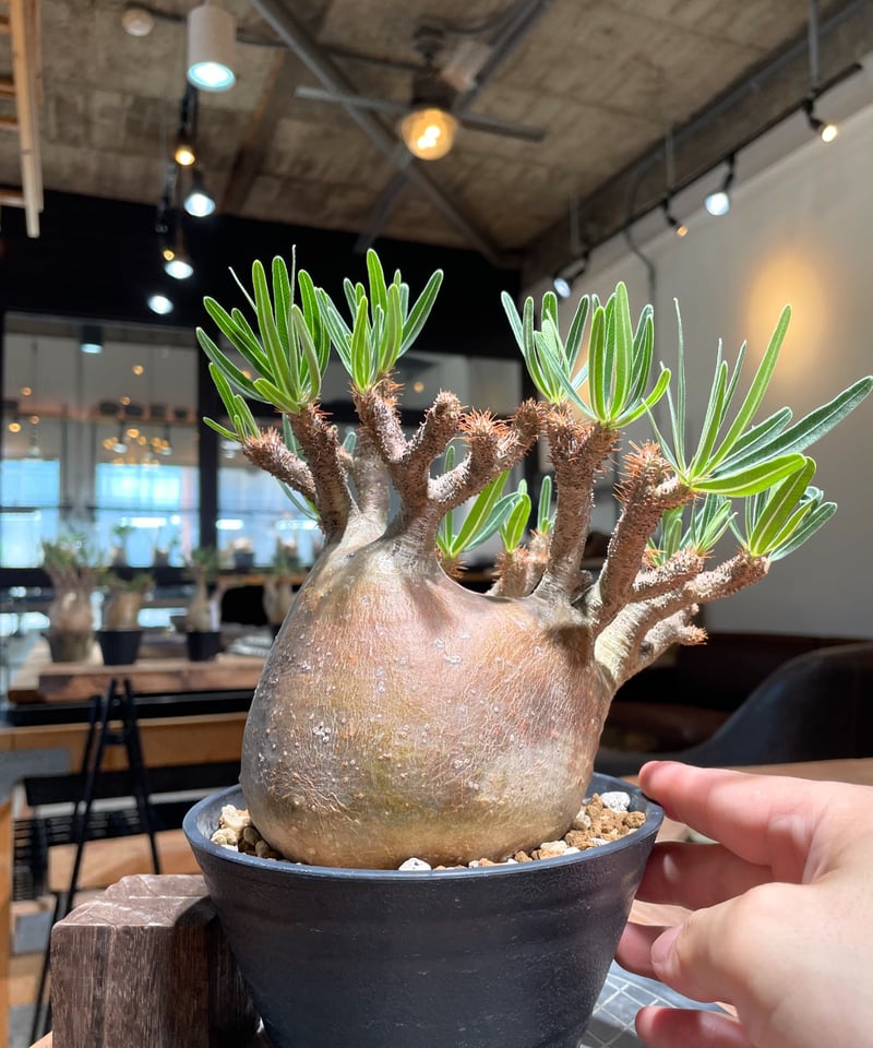 パキポディウム グラキリス Pachypodium gracilius 発根済 (gk-40