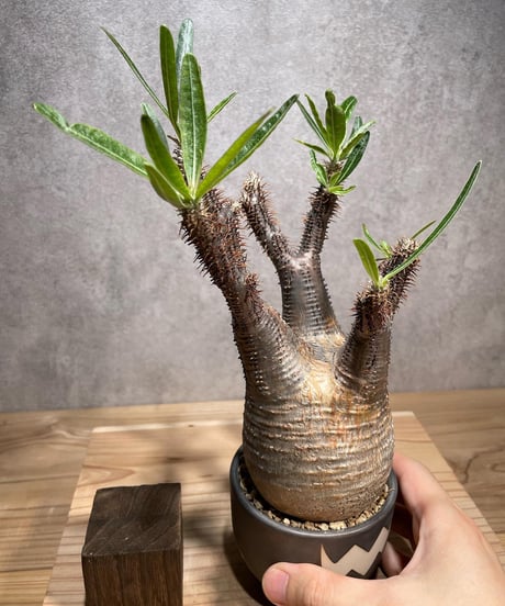 パキポディウム グラキリス　Pachypodium gracilius 　発根済　(商品番号gk-72valiem)  VALIEM 　(VALIEMタグ付き)