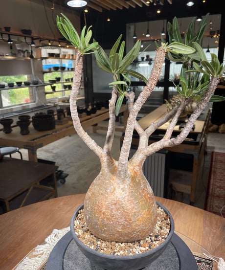 パキポディウム グラキリス　Pachypodium gracilius 　発根済　(gk-305)
