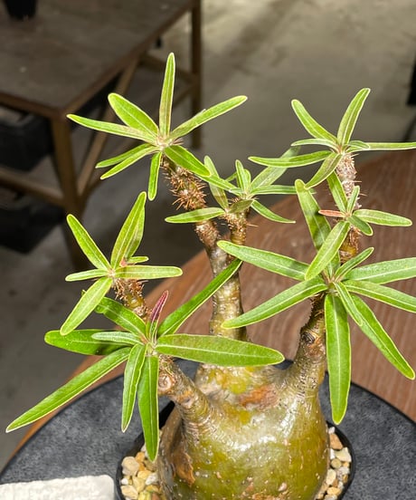 パキポディウム グラキリス　Pachypodium gracilius 　発根済　(gk-391)