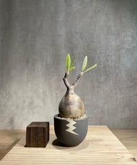 パキポディウム グラキリス　Pachypodium gracilius 　発根済　(商品番号gk-97valiem)  VALIEM 　(VALIEMタグ付き)