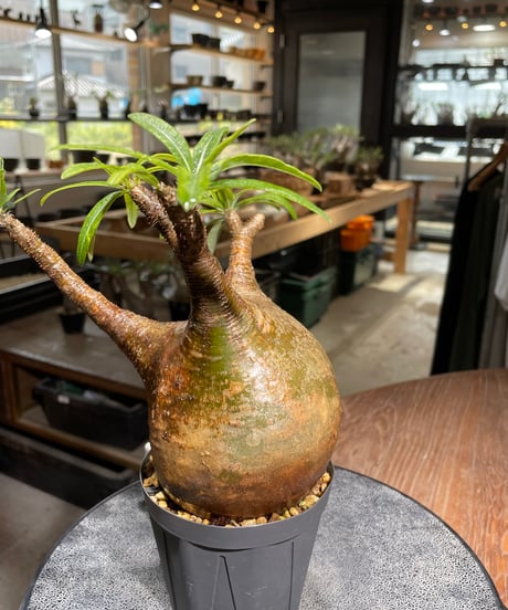 パキポディウム グラキリス　Pachypodium gracilius 　発根済　(gk-542)