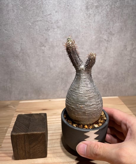 パキポディウム グラキリス　Pachypodium gracilius 　発根済　(商品番号gk-68valiem)  VALIEM 　(VALIEMタグ付き)