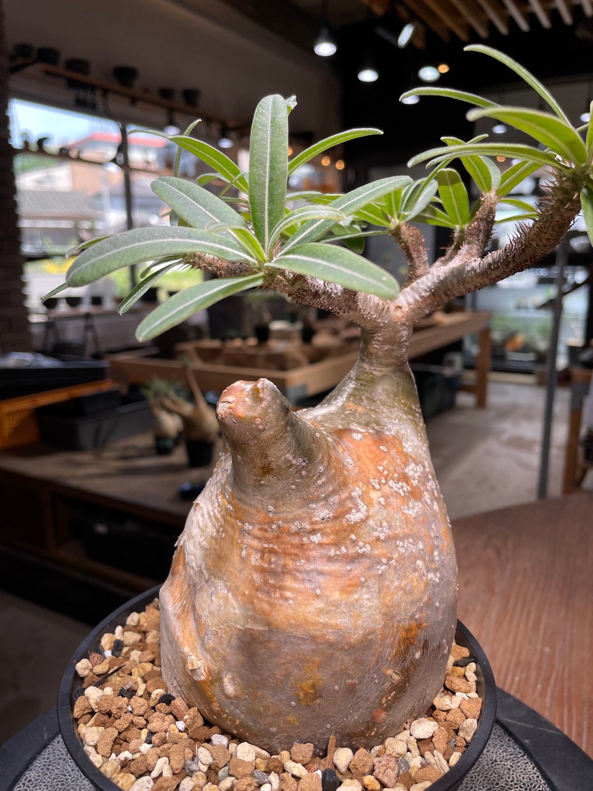 パキポディウム グラキリス Pachypodium gracilius 発根済 (gk-49