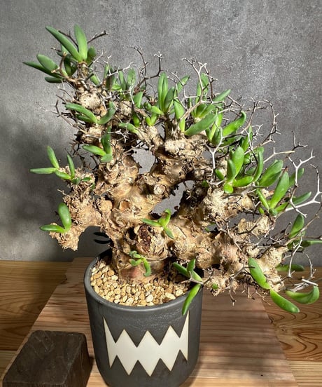 チレコドン レティキュラータス　Tylecodon reticulatus　万物想 　発根済　(商品番号cr-14valiem)VALIEM 　BLOCK　sizeM　(VALIEM巾着、タグ付き)