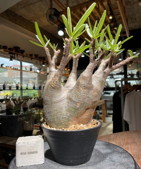 パキポディウム グラキリス　Pachypodium gracilius 　発根済　(gk-532)