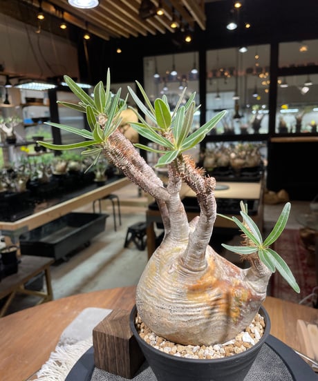 パキポディウム グラキリス　Pachypodium gracilius 　発根済　(gk-235)