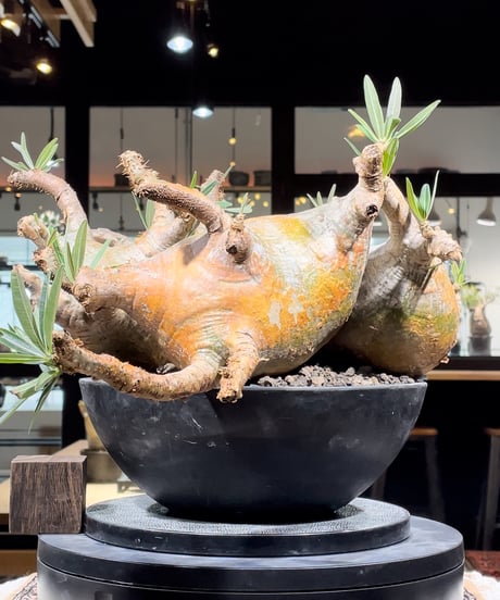 GIRUVI Pachypodium Gracilius グラキリス パキポディウム グラキリス Pachypodium gracilius 発根済 (gk-41