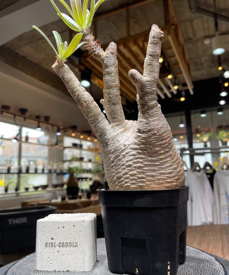 パキポディウム グラキリス　Pachypodium gracilius 　発根済　(gk-435)