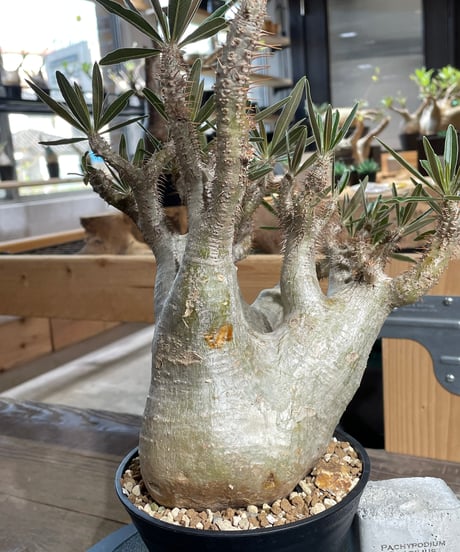 パキポディウム グラキリス　Pachypodium gracilius 　発根済　(gk-424）