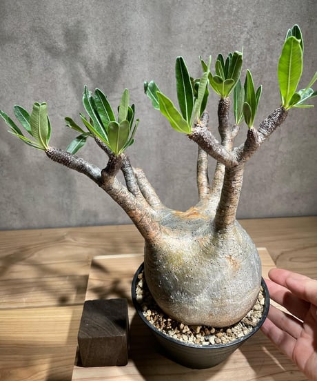 パキポディウム グラキリス　Pachypodium gracilius 　発根済　(商品番号gk-74)