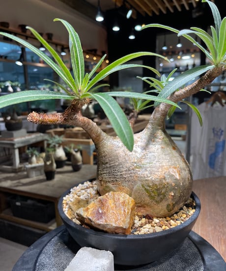 パキポディウム グラキリス　Pachypodium gracilius 　発根済　(gk-389)