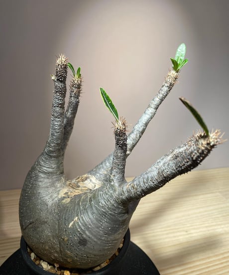 パキポディウム グラキリス　Pachypodium gracilius 　発根済　(商品番号gk-108)